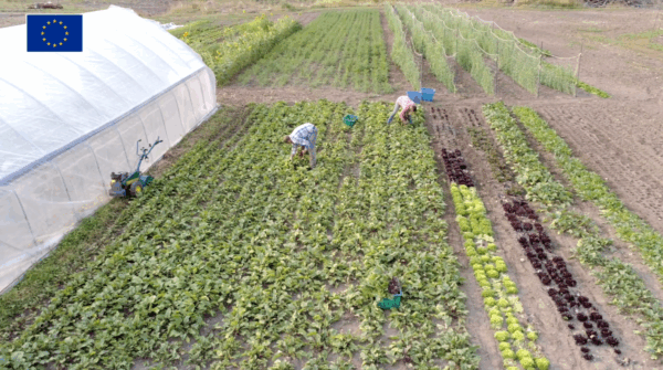 ¿Cómo asegurar el relevo generacional en la agricultura y atraer a las personas más jóvenes al campo? Abordamos estas y otras preguntas en el intercambio Caribe Oriental-España sobre innovación agrícola y economía social. En el marco del proyecto europeo EU-CaN. #GlobalGateway